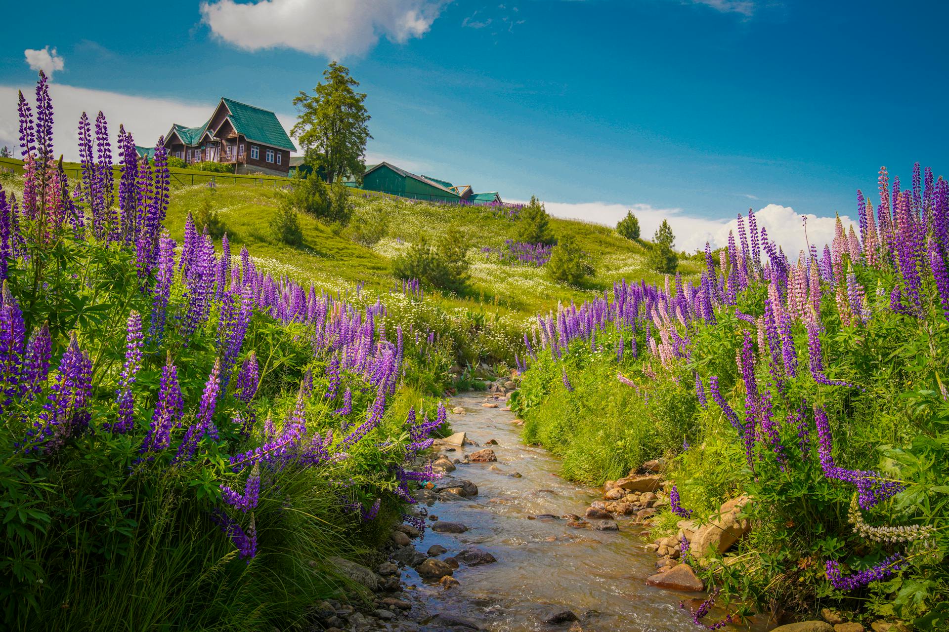picture of gulmarg in summer showing lush greenry and a hill station.